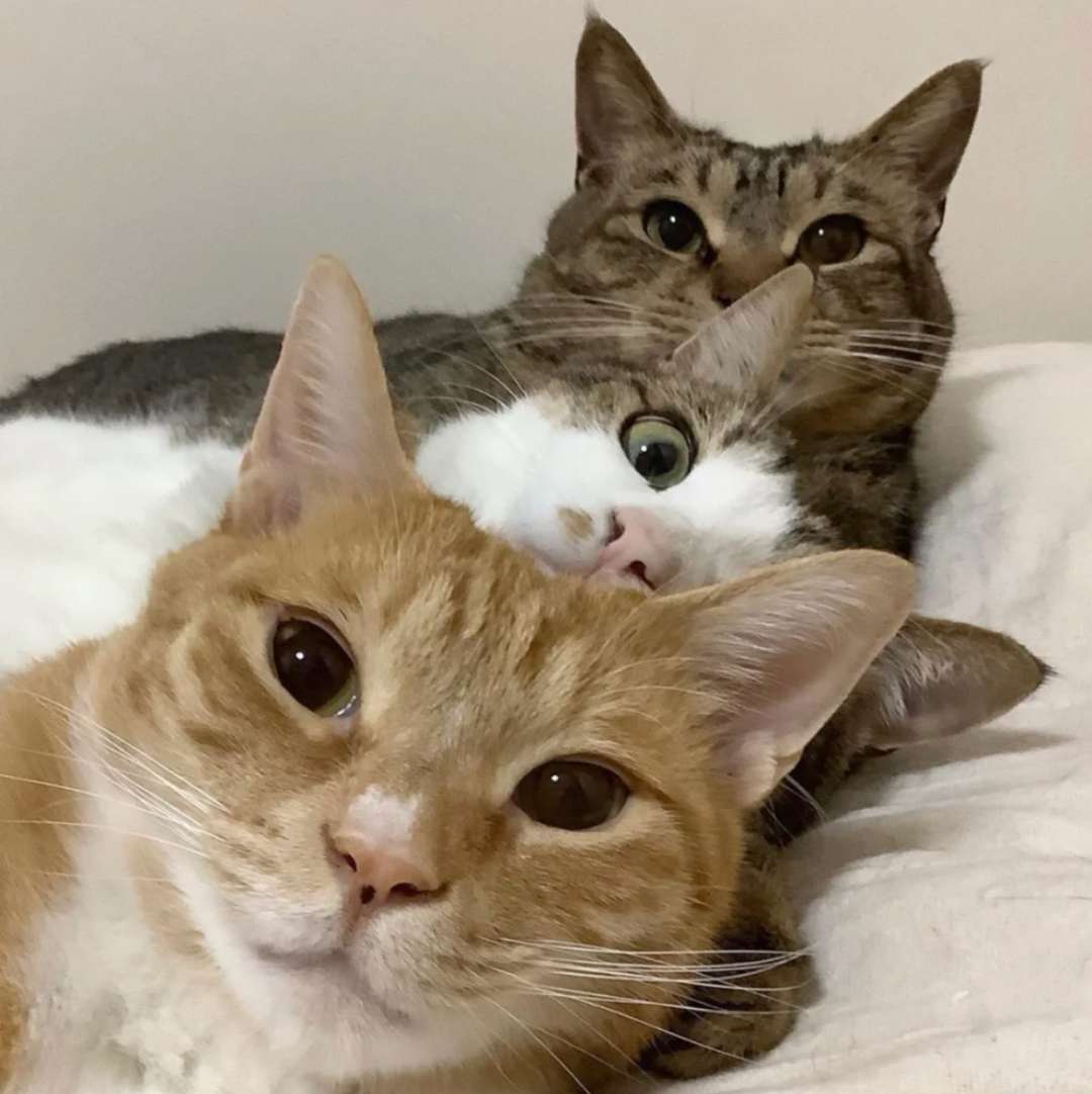 卡尼carny 适口性高 营养均衡 猫咪主食罐头 200g