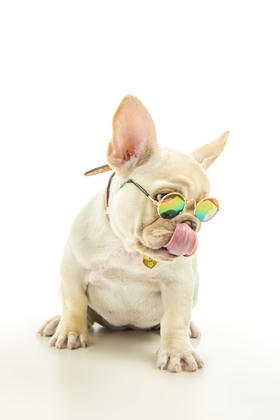 什么是犬冠状病毒病