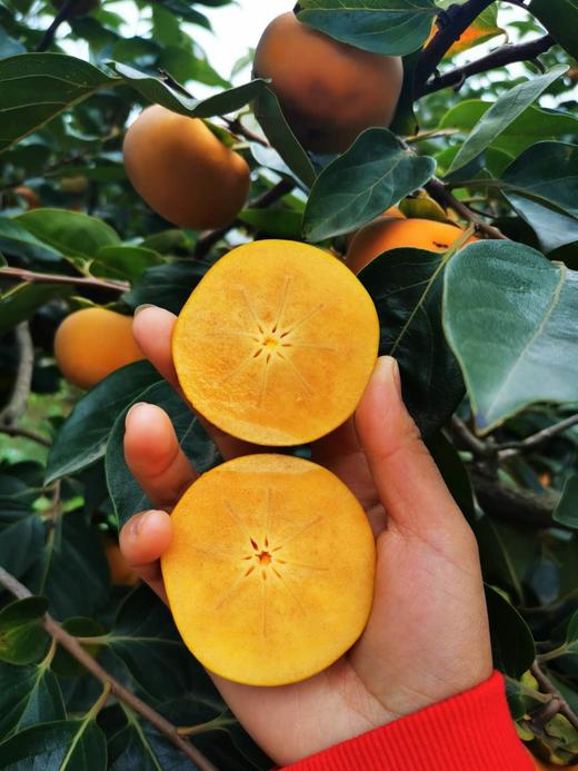 双十一特价：云南脆柿秒杀 商品图2