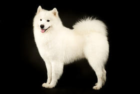 如何从狗狗的鼻子判断其健康状况？