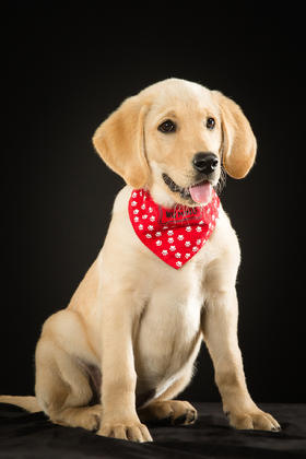 螨虫对狗狗的危害都有哪些？