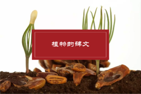 植物的碑文课