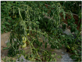 蔬菜萎蔫死棵的原因与防治