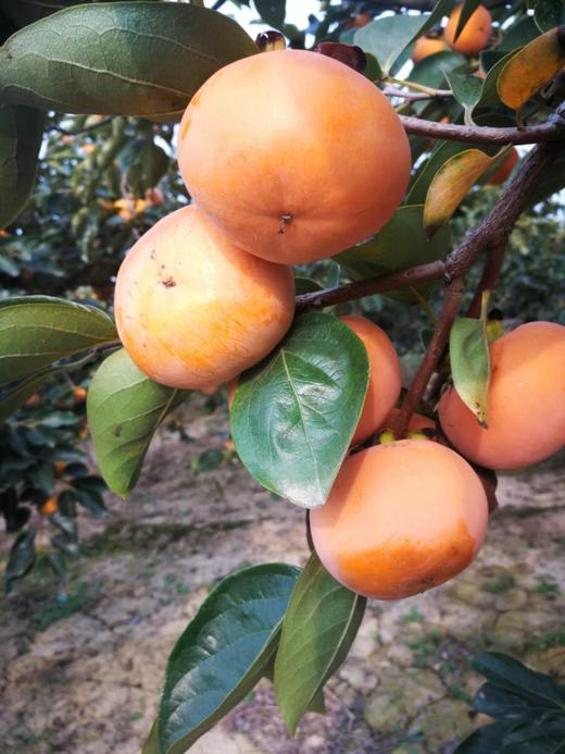 双十一特价：云南脆柿秒杀 商品图3