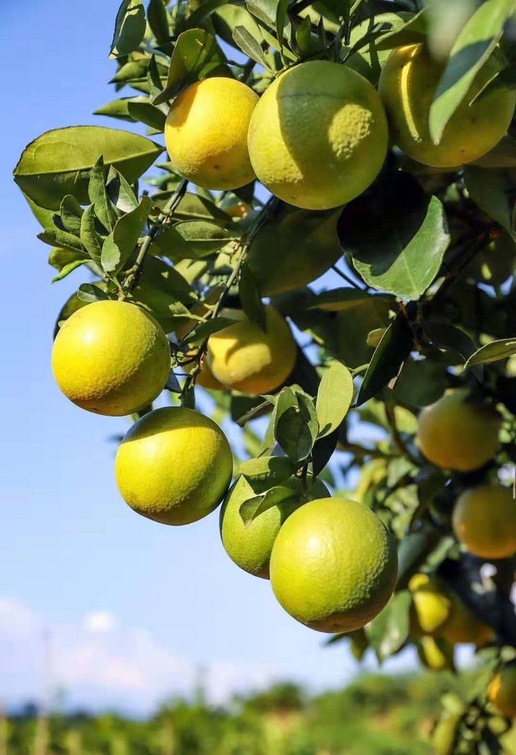 云南绿皮冰糖橙7075果