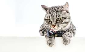 犬、猫的正常免疫程序