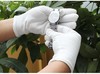 白色手套纯棉薄款劳保作业文玩防晒汗布盘珠开车白棉礼仪手套12付/包 商品缩略图5
