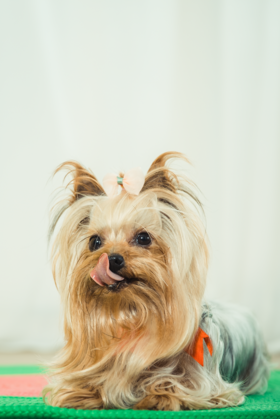 为什么要给犬、猫注射疫苗？