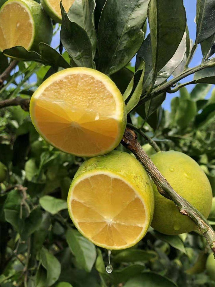 云南绿皮冰糖橙7075果