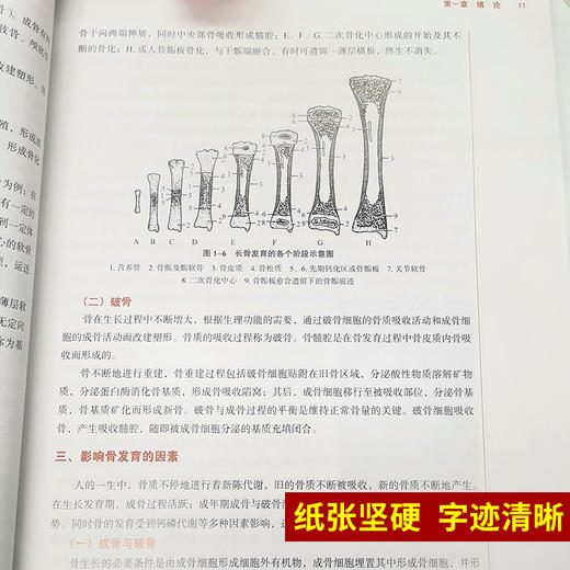 骨伤科影像学 全国高等中医药院校规划教材 第十10版 尹志伟 侯键主编 中国中医药出版社 供中医学针灸推拿学康复治疗学等专业用 商品图3