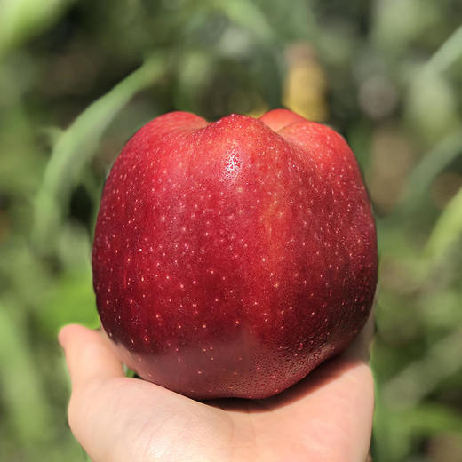 甘肃天水花牛红苹果