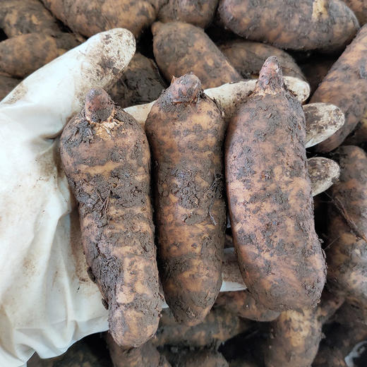 鲜天麻营养价值更高炖汤口感好极了昭通小草坝新鲜天麻