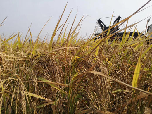 阿林酵素大米 1000g（2025年新米） 商品图1