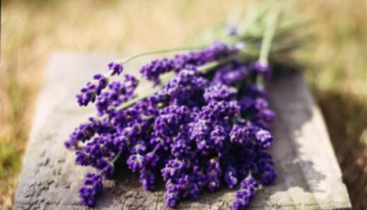 【舌诊芳疗课——窥探身体的奥妙】会员9.5折听课（含教材） 商品图0