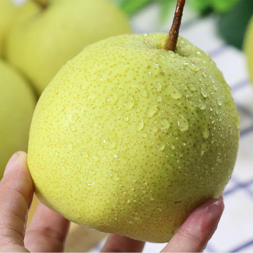 【直播助农 丰收丰县】秒杀丰县白酥梨9斤/箱 商品图4