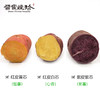 太行有机红薯  软糯香甜 商品缩略图1
