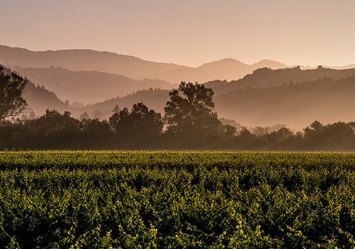 2020年山火再起，加州葡萄园还好吗？（上）