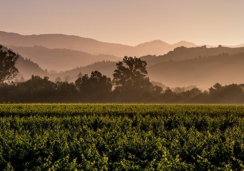 2020年山火再起，加州葡萄园还好吗？（上） 商品图0