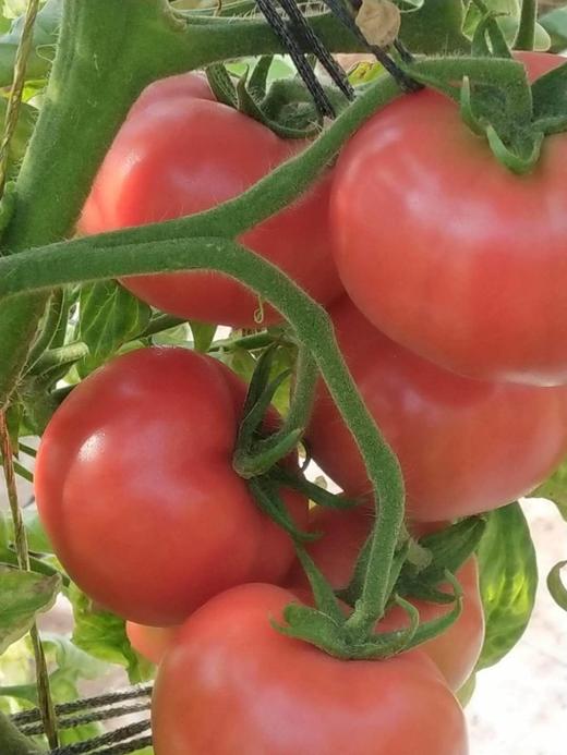 果菜如何更光亮 商品图0