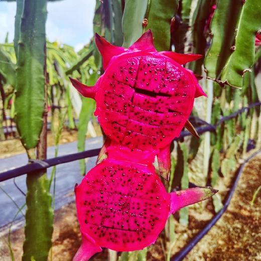 金都蜜宝红心火龙果（净重约4.5斤 ） 商品图9