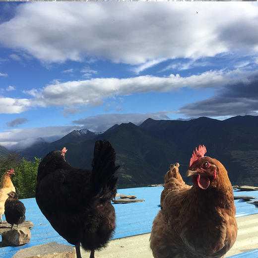 藏区特产藏香鸡 藏黑母鸡 滋补佳品 商品图1