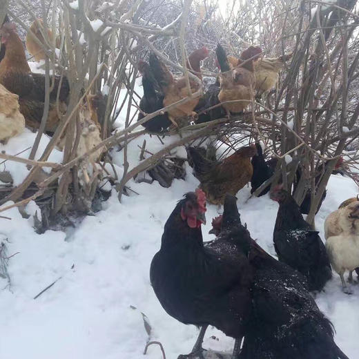 藏区特产藏香鸡 藏黑母鸡 滋补佳品 商品图0