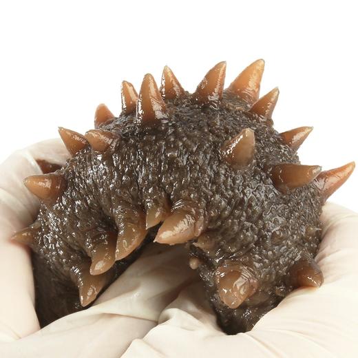 鲜食海参(d级辽参10-12cm)一个装