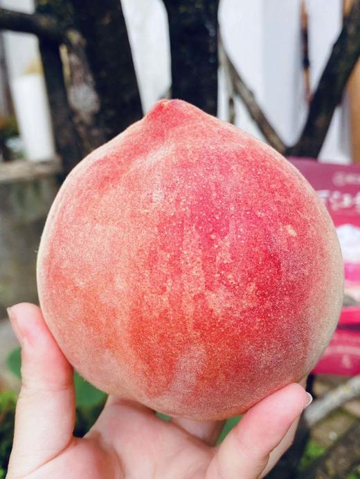 云南丽江雪桃 商品图2