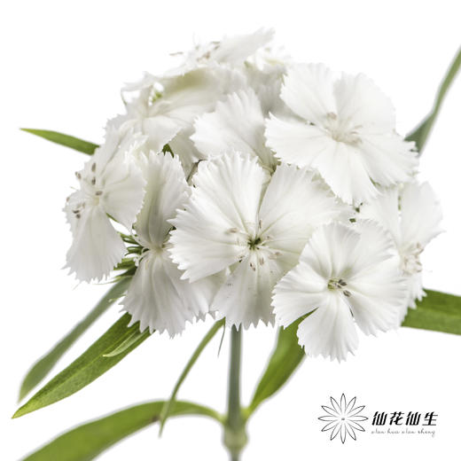 配花 | 相思梅白色 商品图2