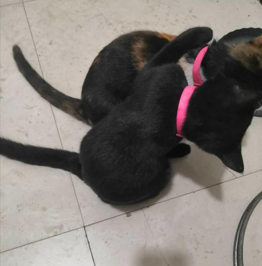 可可小蛋糕 商品图0