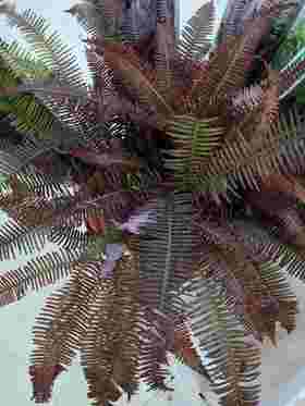 配叶-芒琪-红色