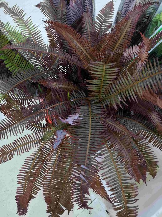 配叶-芒琪-红色 商品图0