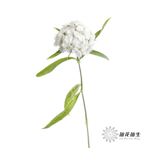 配花 | 相思梅白色 商品图3