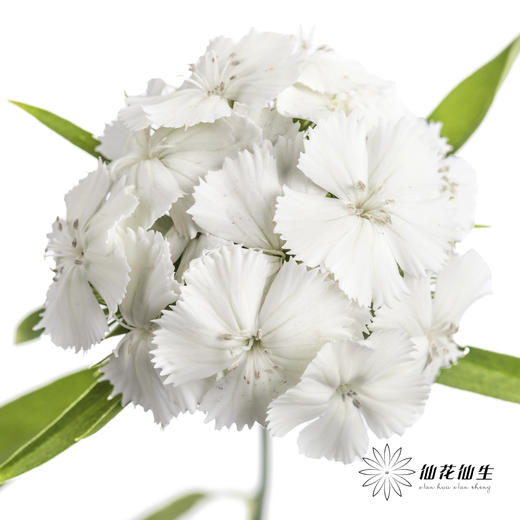 配花 | 相思梅白色 商品图1