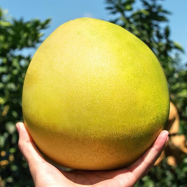 福建平和琯溪红心蜜柚红心柚子新鲜水果现摘现发56斤2个装果肉饱满