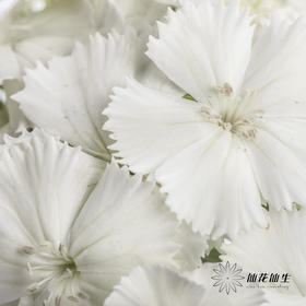 配花 | 相思梅白色