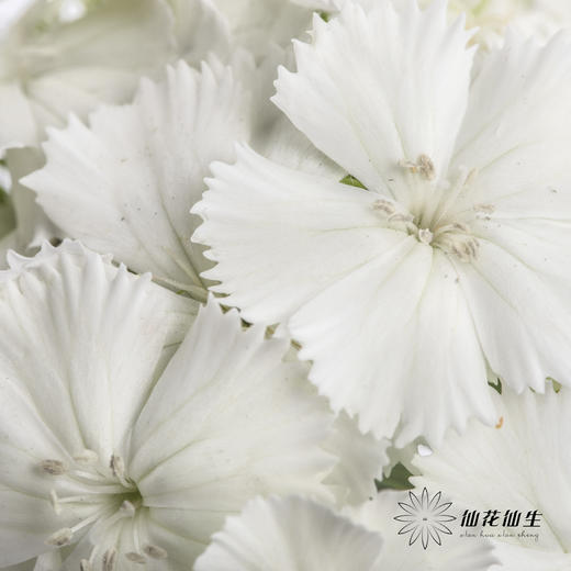 配花 | 相思梅白色 商品图0