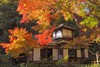 体验地道的日本传统文化（四） 商品缩略图3