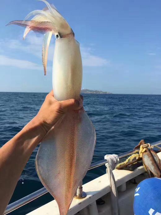 野生大管 8两-1斤左右 商品图0