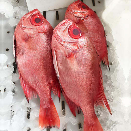 红目达 商品图0