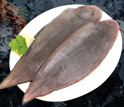 青边龙力鱼 商品图0