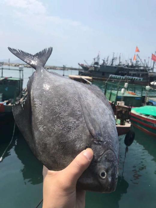 黑鲳 商品图1