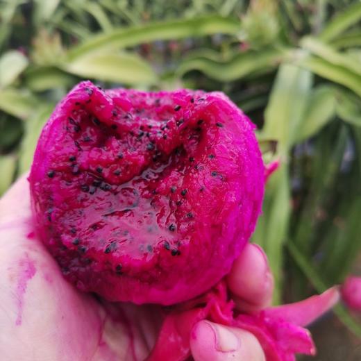 金都蜜宝红心火龙果（净重约4.5斤 ） 商品图8