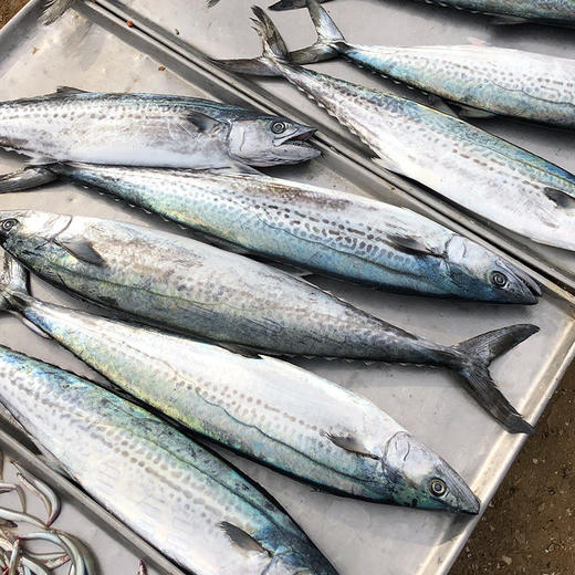 马鲛鱼 商品图0