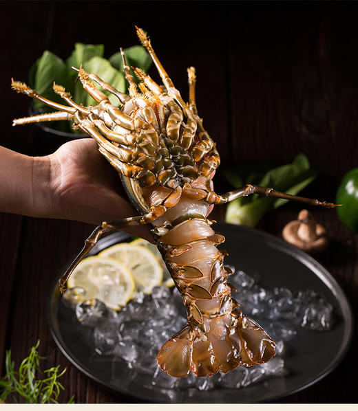 大青龙 1.2斤左右 商品图1