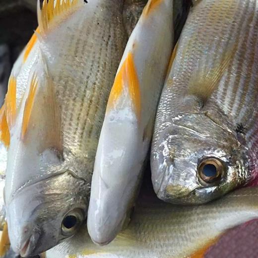 香头鱼 商品图1