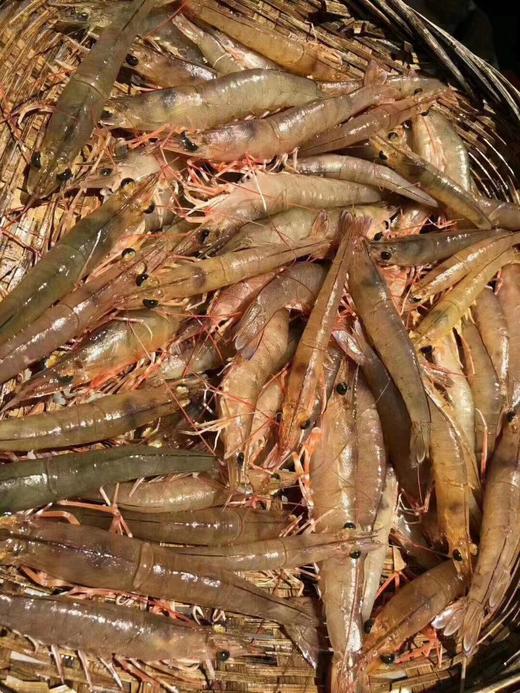 活大沙鲁虾 2盒 商品图0