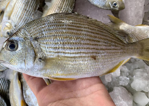 香头鱼 商品图0