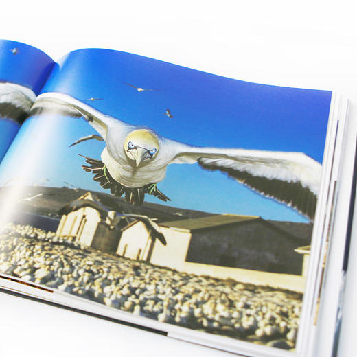 新书预售 荒野之歌2 国际野生生物摄影年赛精选 摄影艺术 商品图2