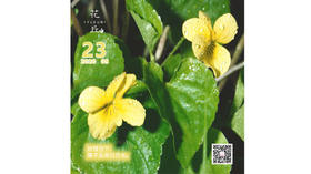 【花丘•心语】